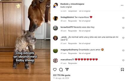 Algunos de los comentarios que recibió Olivia Jane por la historia de Beau y Max