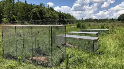 Algunos de los cuerpos están protegidos por jaulas para evitar que sean presa de los animales de carroña