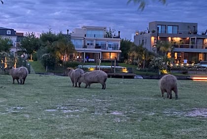 Algunos de los ejemplares en Nordelta