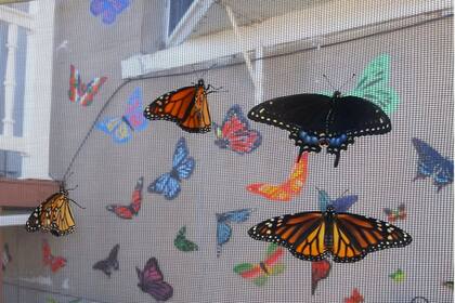 Algunos de los ejemplares que nacen en el santuario son las monarca hembras y las cola de golondrina.