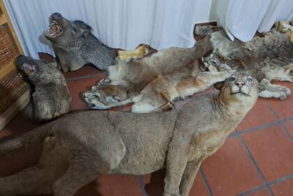 Algunos de los hallazgos en la casa de uno de los detenidos