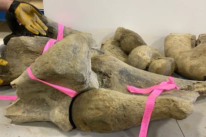 Algunos de los huesos de mamuts hallados se encontraban todavía unidos por sus articulaciones