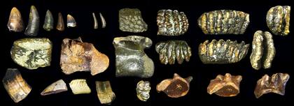 Algunos de los restos óseos del Homo erectus hallados en el estrecho de Madura