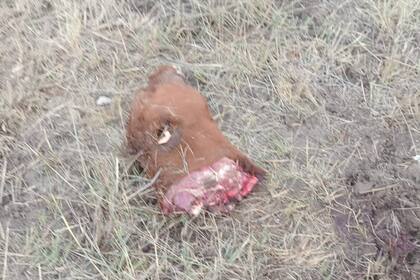 algunos de los restos que habían dejado los delincuentes los faenaron durante la noche