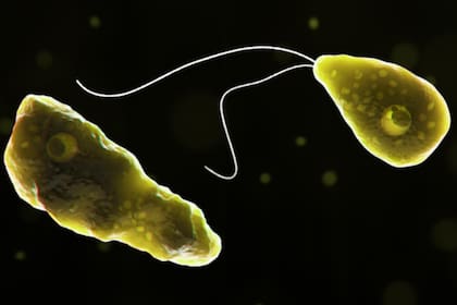 Algunos de los síntomas de la ameba comecerebros son: dolor de cabeza, náuseas, vómitos, rigidez en la nuca, entre otros