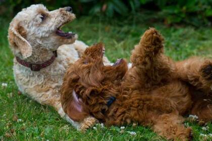 Algunos dicen que los labradoodles fueron los primeros perros de diseño