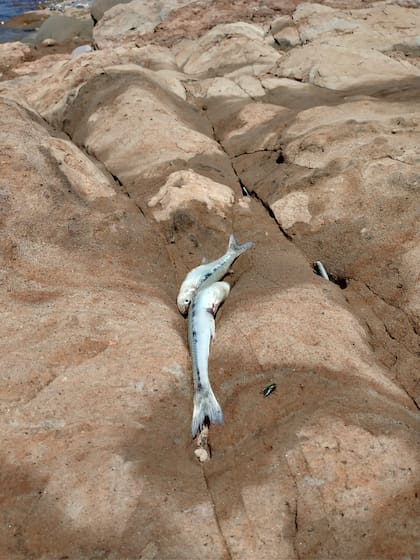 Algunos ejemplares junto al curso de agua