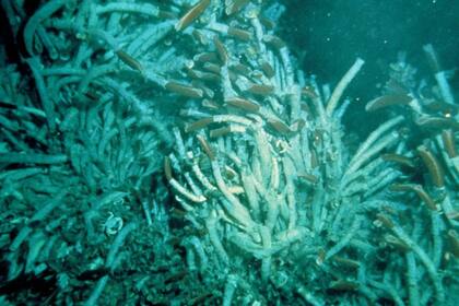 Algunos especímenes de los gusanos de tubo sobreviven más de 300 años