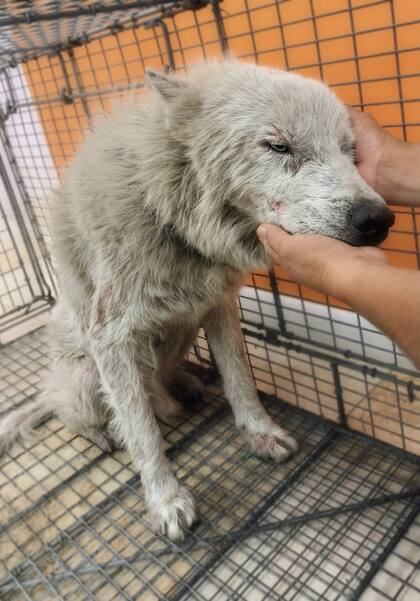 Algunos estudiantes gritaban y se burlaban del perro con nombres como “Cujo” y “Chupacabras”.