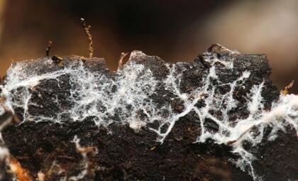 Algunos estudios muestran que los extractos de plantas con propiedades alelopáticas permiten bajar la carga herbicidas tradicionales sin perder eficacia