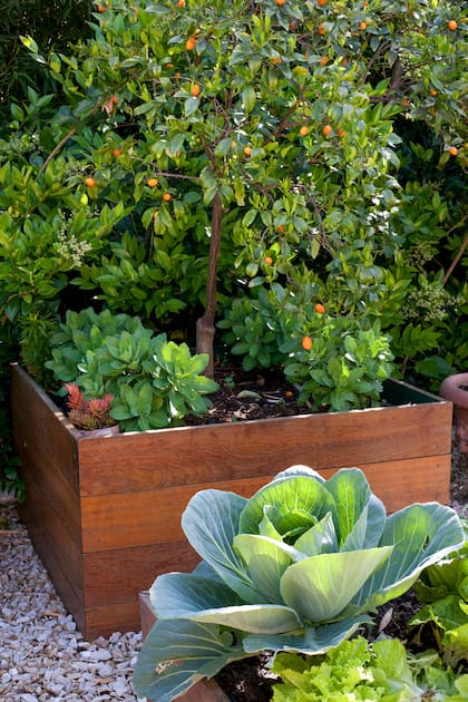 Algunos frutales como el quinoto se adaptan bien al cultivo en macetas