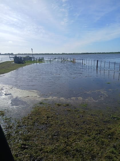 Algunos ganaderos han tenido que trasladar la hacienda