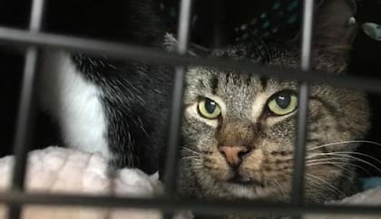 Algunos gatos que han sido rescatados y/o adoptados, podrían no estar familiarizados con el arenero