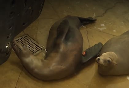 Algunos lobos marinos han sido rescatados y reciben medicación para superar la infección por ácido domoico