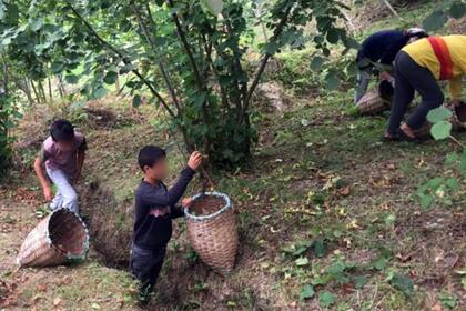Algunos niños recogen cargas pesadas de avellanas