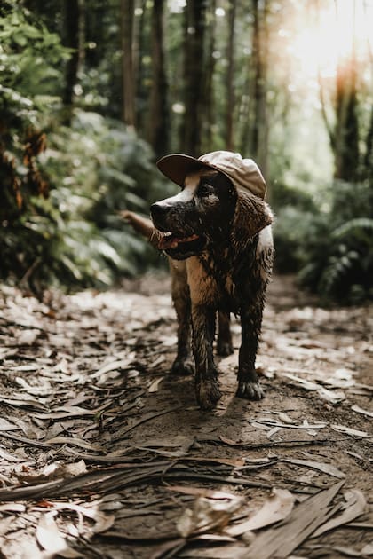 Algunos perros logran regresar solos a casa gracias a habilidades sensoriales que la ciencia empieza a descifrar