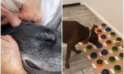 Algunos perros pueden llegar a conocer un máximo de cien palabras o más (Foto: iStock/Twitter @GabrielCastroOK)