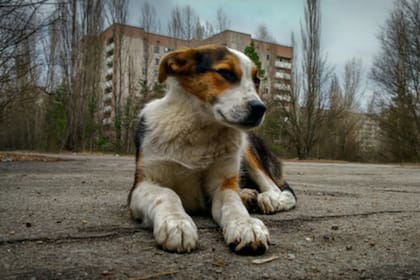 Algunos perros que viven en la Zona de Exclusión pueden ser descendientes de las mascotas abandonadas durante la evacuación de 1986, pero otros pueden haber llegado de casualidad