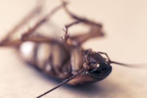 Algunos productos que se encuentran el hogar permiten eliminar las cucarachas