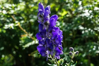 Algunos relatos griegos dicen que Hécate, diosa de la magia y el inframundo, fue la primera en cultivar Aconitum napellus