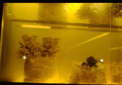 "Algunos restaurantes dejan a la vista las cámaras donde se madura la carne, nosotros exhibimos nuestra conservadora donde crecen los hongos", explica Heanna.