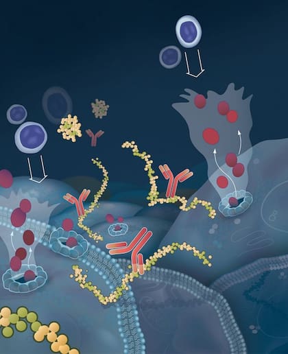 GT103 es un anticuerpo derivado de humanos que ataca específicamente a las células tumorales y las destruye
