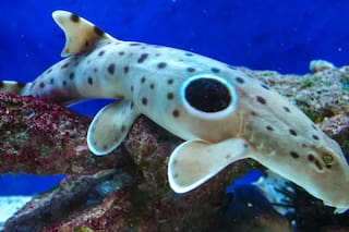 La especie de peces formada solo por hembras que obliga a los científicos a repensar el rol del sexo en la supervivencia