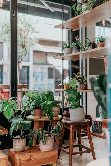 Algunos tipos de plantas atraerían las malas energías