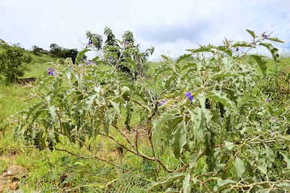Algunos zorros consumen los frutos de Solanum lycocarpum