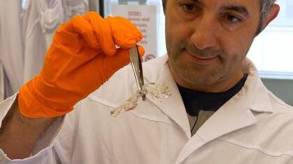 Ali Ertürk del centro de investigación Helmholtz Munich descubrió cómo hacer transparente un ratón muerto en 2018