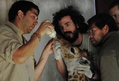 Alimentación con mamadera, uno de los cuidados que recibió la jirafa Esperanza