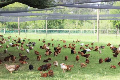 Alimentación de aves a campo abierto en Cocorokeen