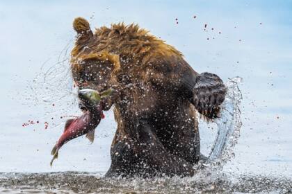 Alimento de osos, Lago Kuril, Rusia. Autor: Jon Langeland | Oslo, Noruega