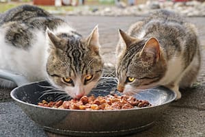 Alimentos humanos aptos para gatos: guía completa y segura (Foto de carácter ilustrativo: Pixabay)