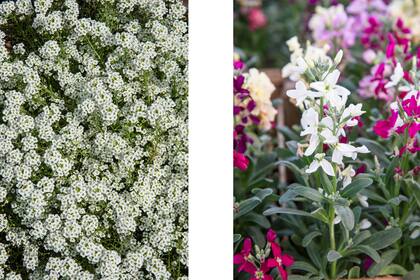 Aliso y alelí, dos herbáceas suavemente perfumadas ideales para plantar al sol o áreas semisombreadas