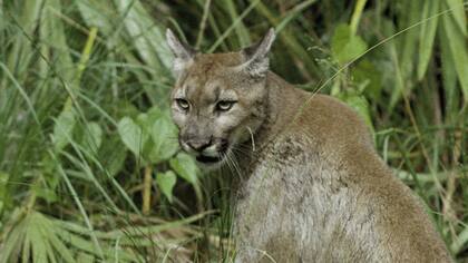Allanaron una vivienda por robo de ganado y encontraron un puma