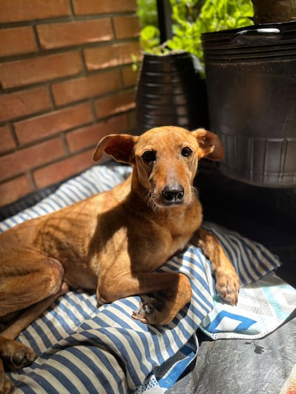Alma necesita una familia presente, alguien que entienda que su compañía es su medicina más importante.