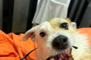 Creían que no volvería a caminar, pero las cámaras de la casa mostraron algo insólito