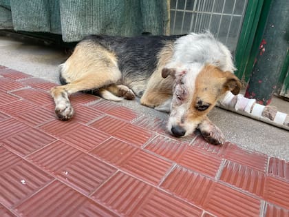 Alma se arrastró hasta una ciclovía pero la gente pasaba caminando y no la ayudaba