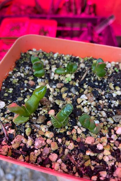 Almácigos de Haworthia y Tulista