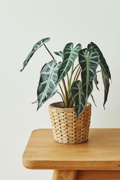 Alocasia polly, encanto y personalidad que conquistan desde las redes sociales