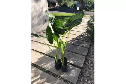 Alocasia u Oreja de Elefante -