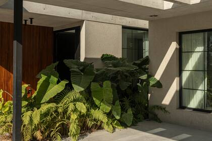Alocasias y helechos en un retiro semicubierto de la planta baja.