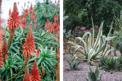 Aloe arborescens y Agave americana ‘Marginata’, dos especies que funcionan como esculturas verdes en espacios de bajo mantenimiento