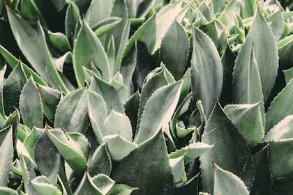 Aloe vera (Foto Pexels)
