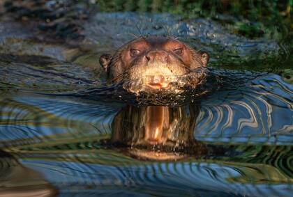 Alondra será la primera nutria gigante en ser reintroducida en el Parque Nacional Iberá.