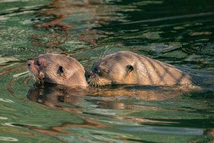 Alondra y Coco en Iberá