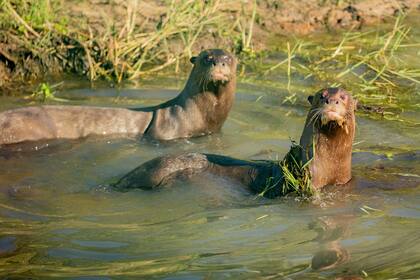 Alondra y Coco en Iberá