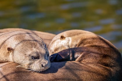 Alondra y Coco, en plena adaptación en el Parque Iberá