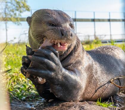 Alondra ya cazó sus primeras presas vivas. Come entre 2 y 3 kilos de pescado al día.